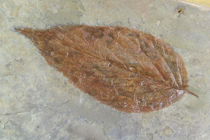 Detailed Fossil Hackberry Leaf - Montana #95311